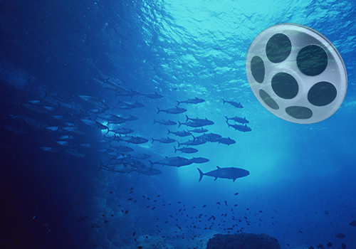 網(wǎng)箱點魚器 網(wǎng)箱點魚器